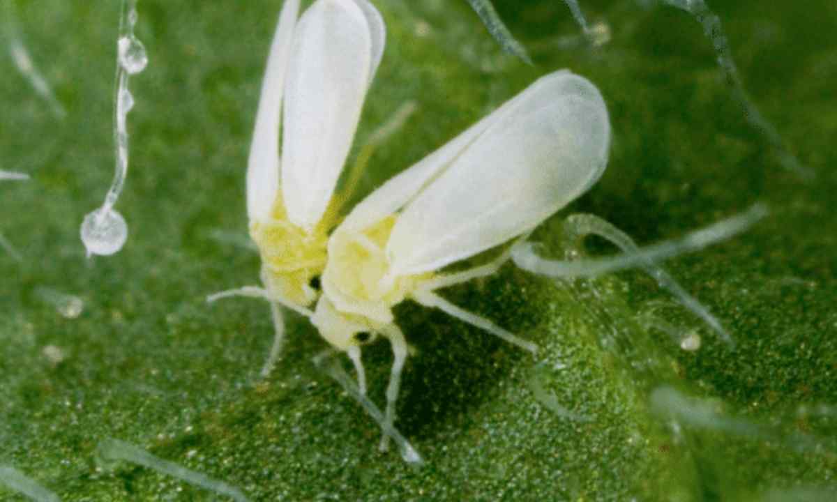 How to struggle with the whitefly in the greenhouse