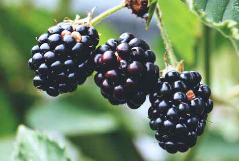 How to plant blackberry