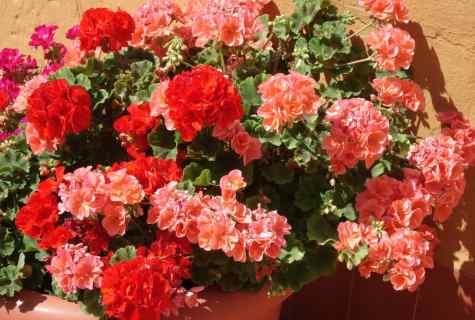 Cutting of geranium for magnificent blossoming