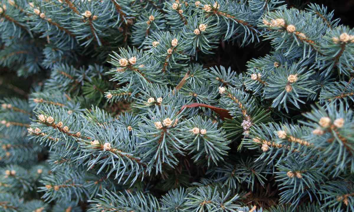 How to grow up blue spruce