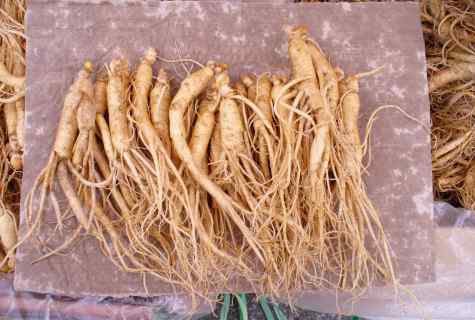 Features of cultivation of ginseng