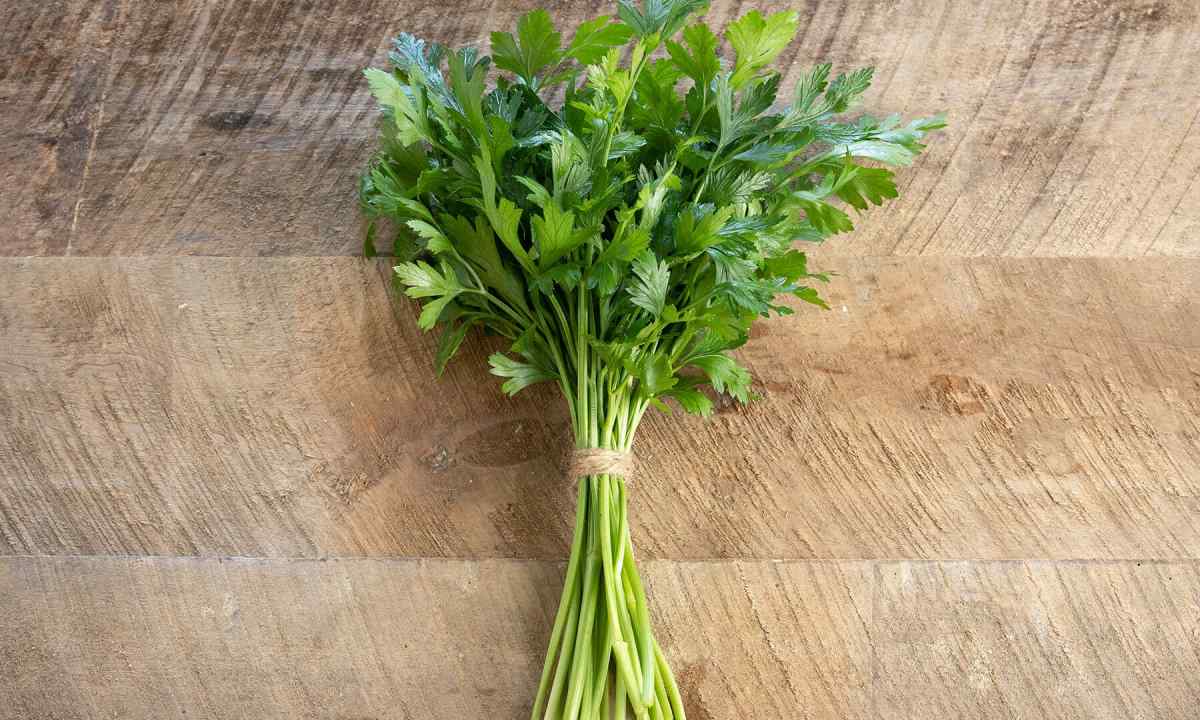 How to choose parsley seeds