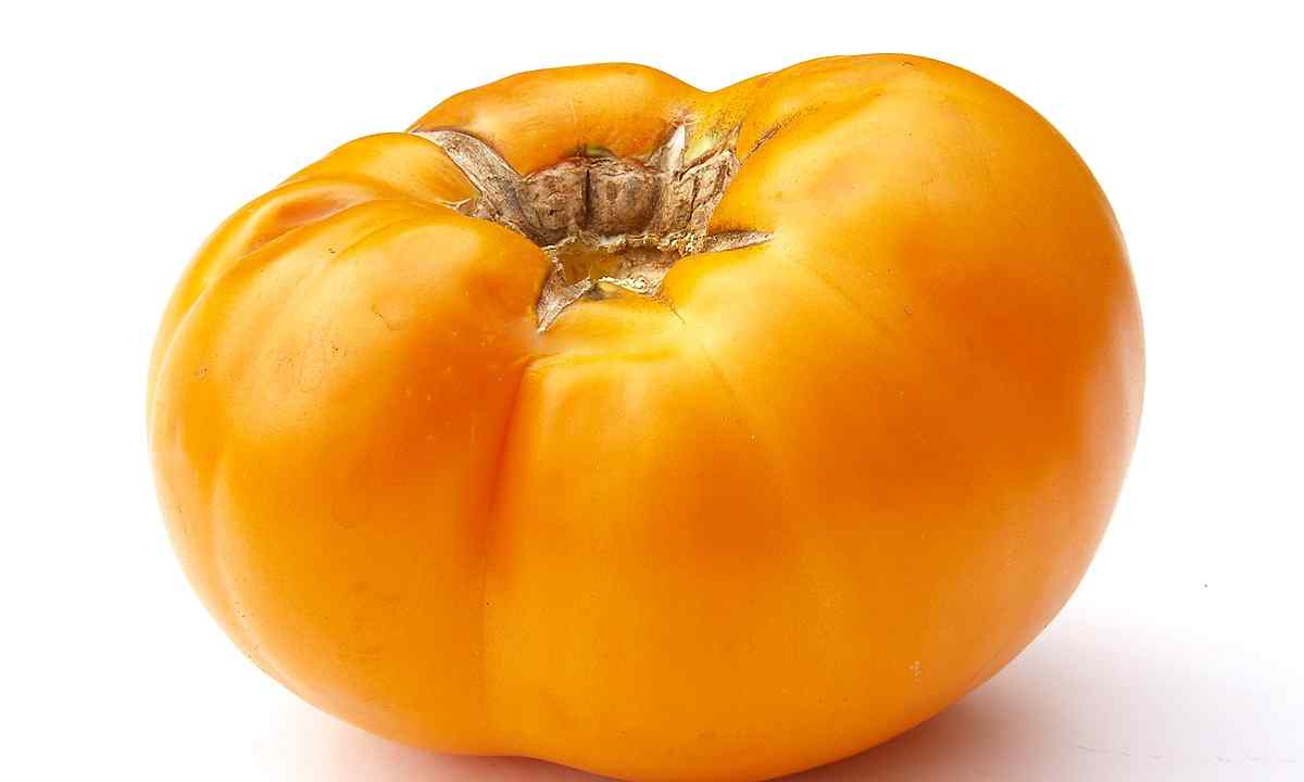 Tomato "Persimmon" - universal grade of amateur selection