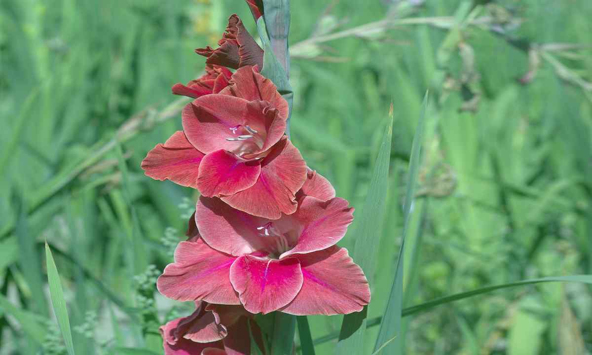 As it is correct to plant gladioluses