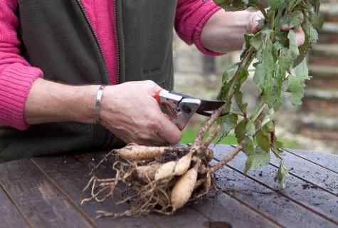 When and how to dig out dahlias in the fall