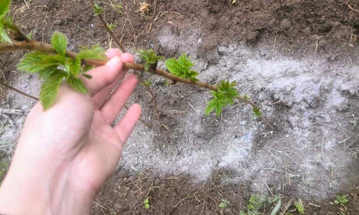 Than to fertilize in the fall raspberry after cutting