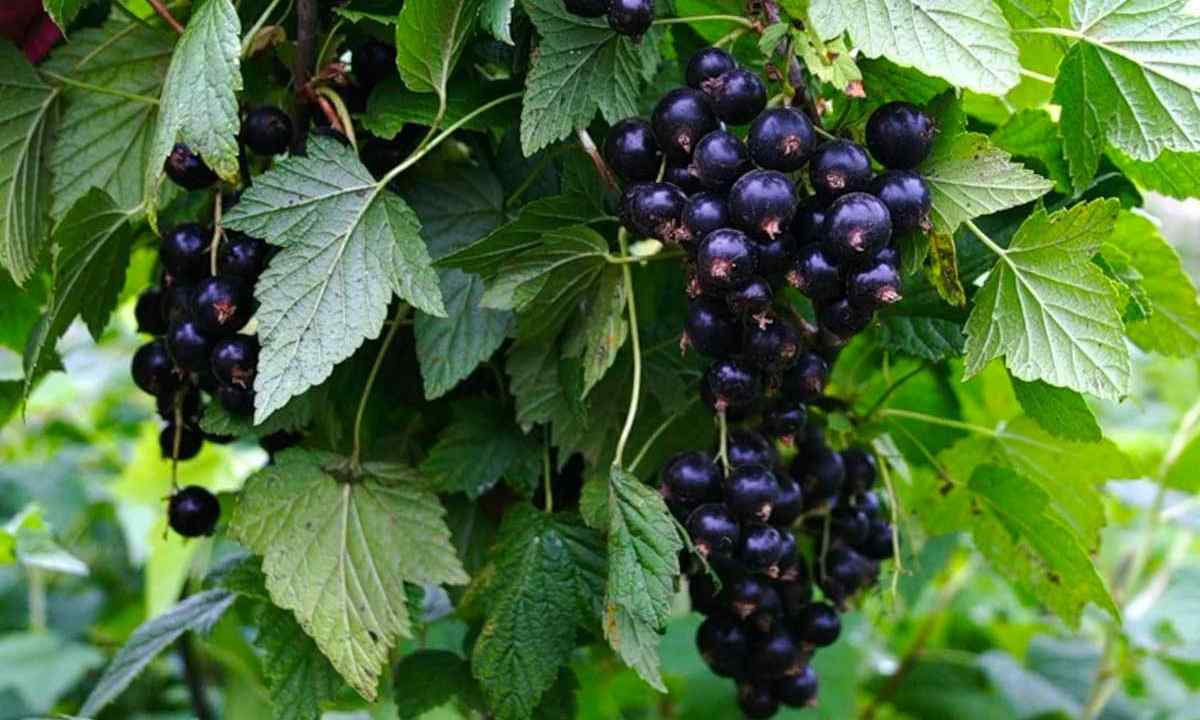 Councils for occasion of cultivation of blackcurrant