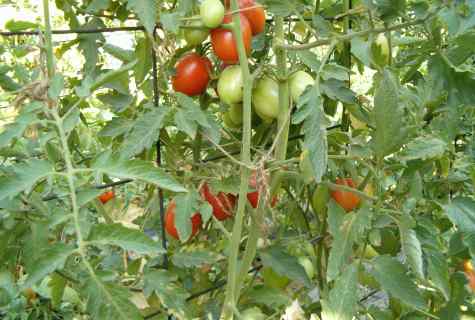 Tomatoes of grade of Oles: description, characteristics, productivity, features of cultivation