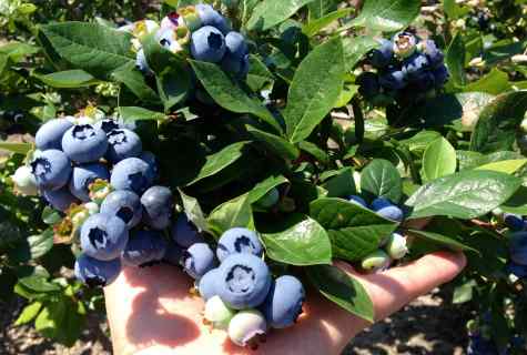 Garden blueberry: landing, leaving and reproduction