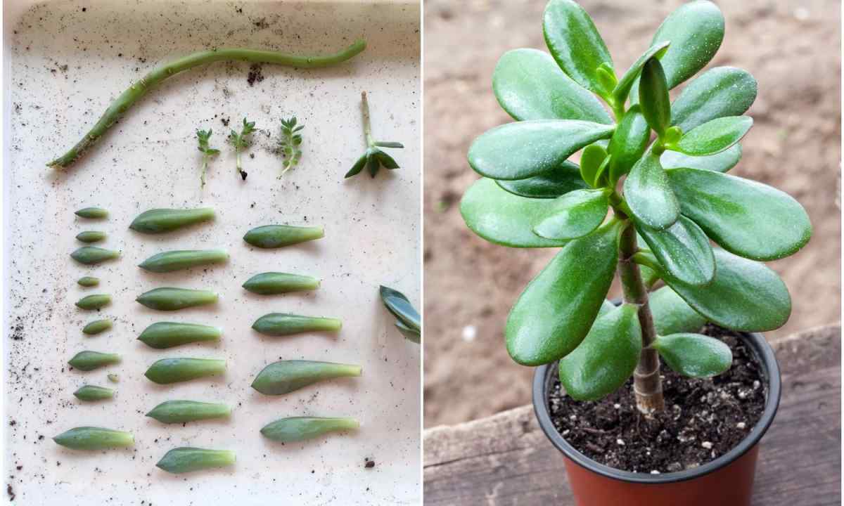How to grow up cacti from seeds