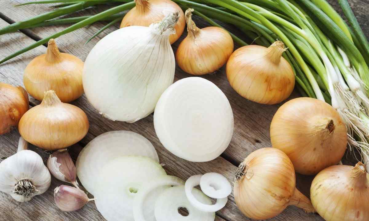 Shnitt-luk, worthy family representative of onions