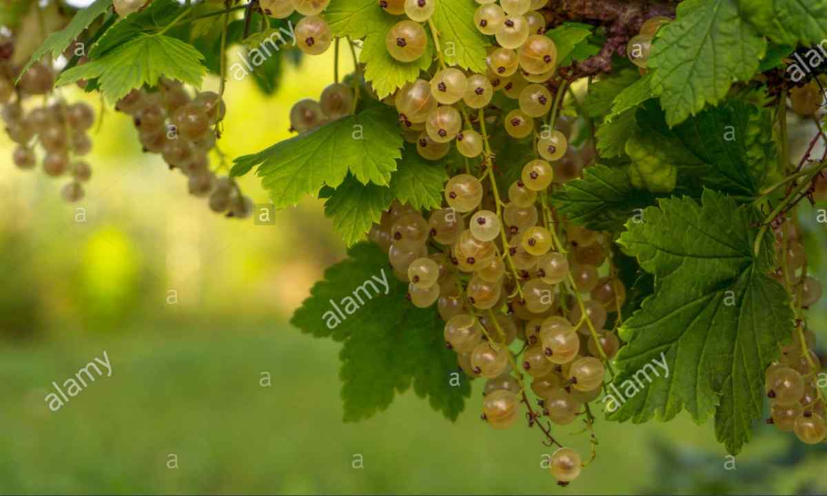 How to grow up white currant