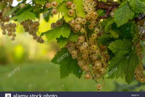 How to grow up white currant