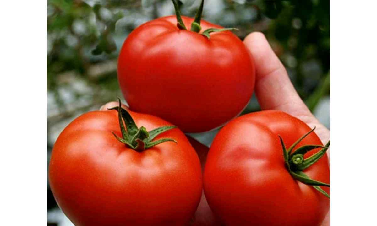What seeds of tomatoes good for Siberia