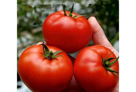 What seeds of tomatoes good for Siberia