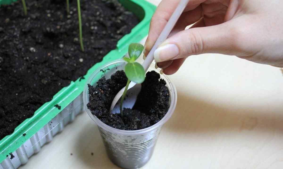 How to dive seedling