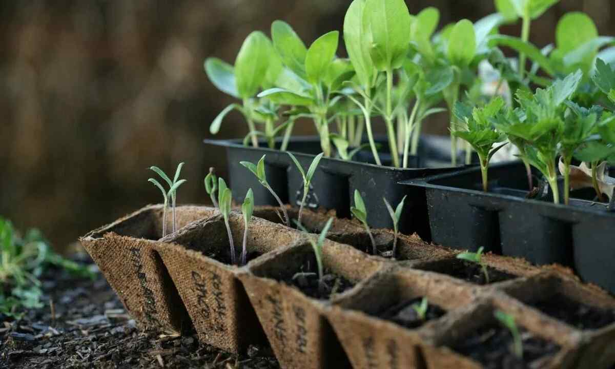What to put in holes when planting seedling of tomatoes in beds