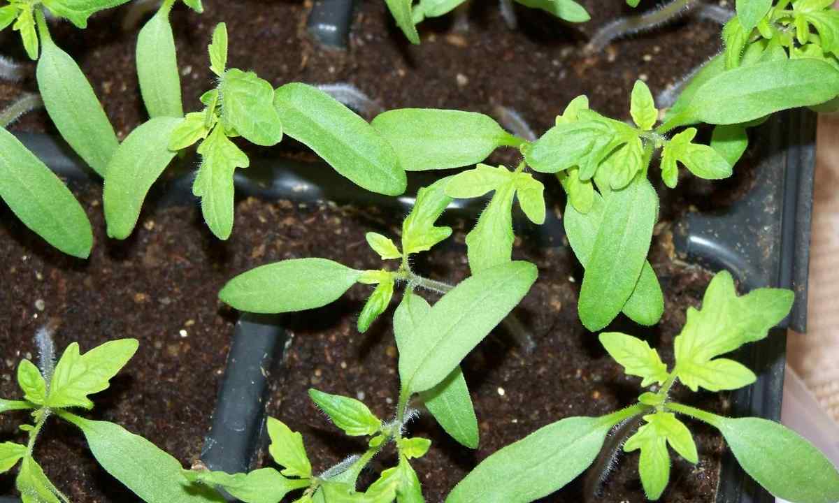 How to grow up amaranth