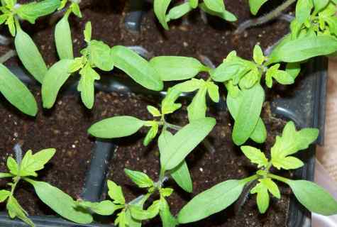 How to grow up amaranth