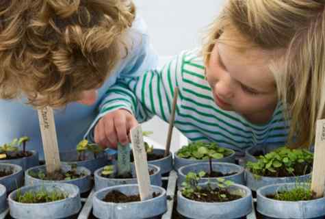How to grow up house seedling