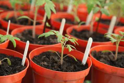 As it is correct to water seedling of tomatoes