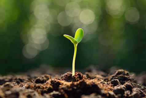 How successfully to grow up melon seedling