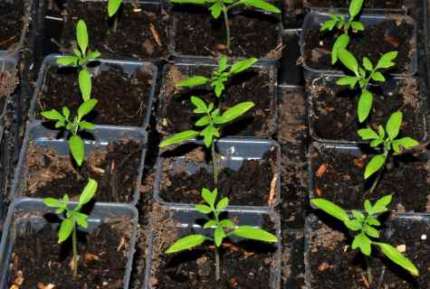 How to choose seedling of tomatoes