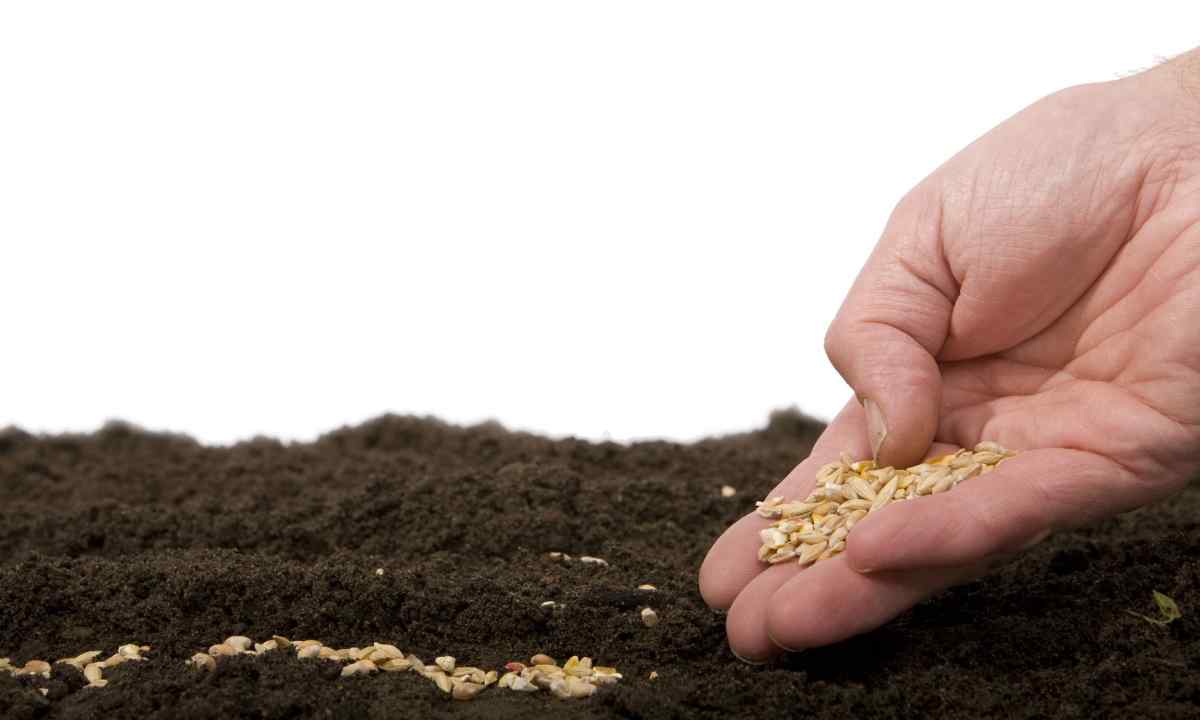 How to sow mustard on fertilizer