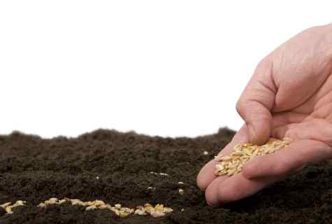 How to sow mustard on fertilizer