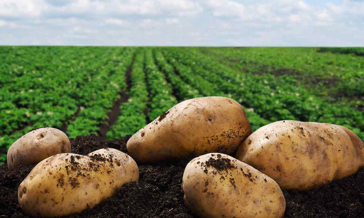 How to grow up potatoes in the conditions of hot climate