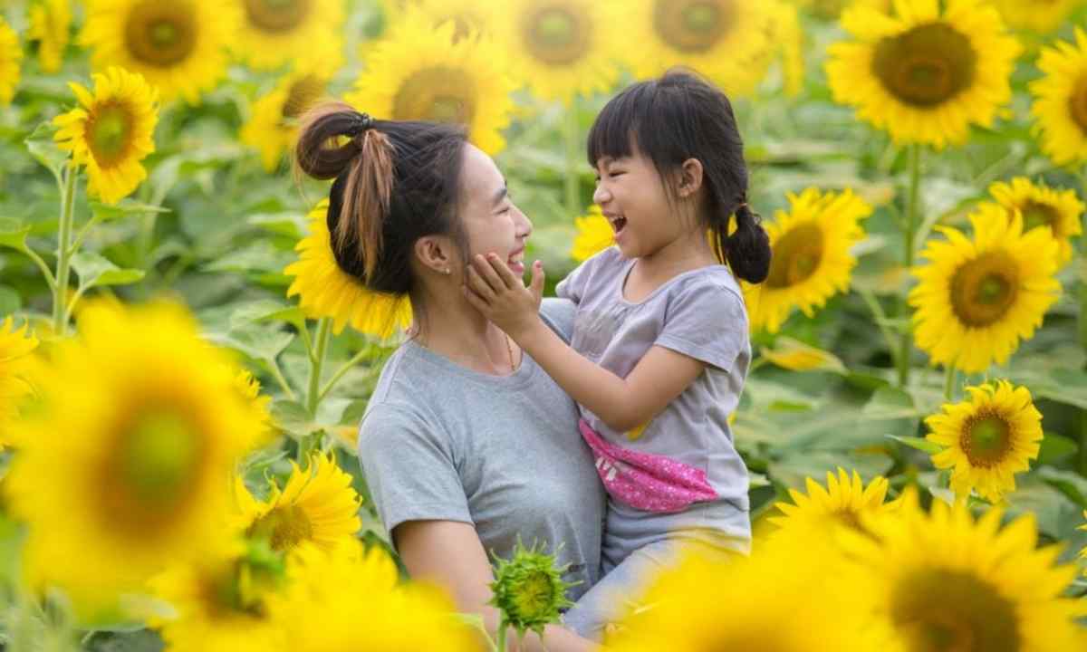 All about girasol: as to grow up it