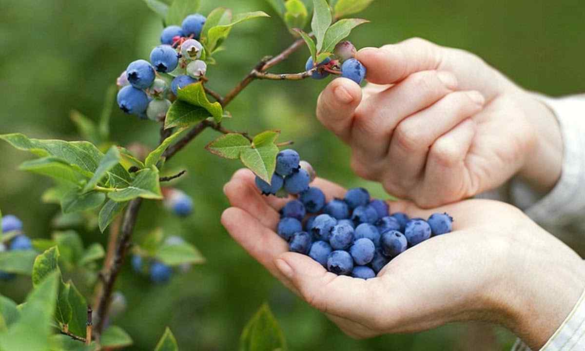 How to grow up cranberry and blueberry at the dacha