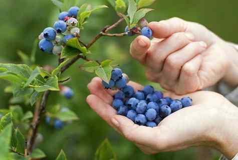 How to grow up cranberry and blueberry at the dacha