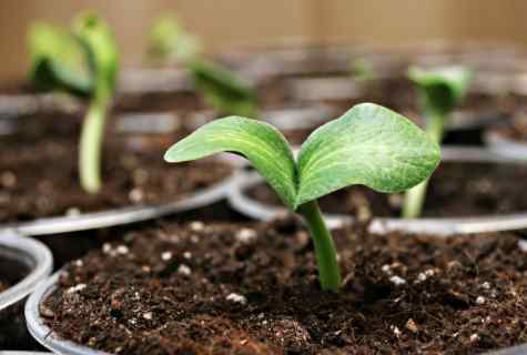 How to grow up pepper seedling