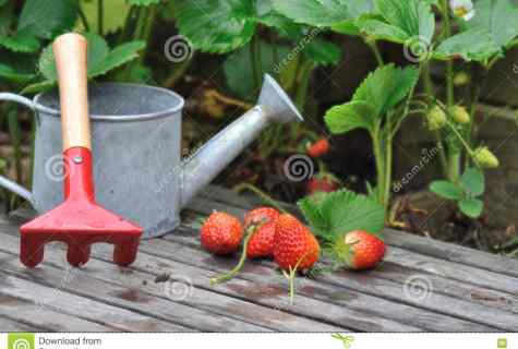 Than to feed up strawberry before winter