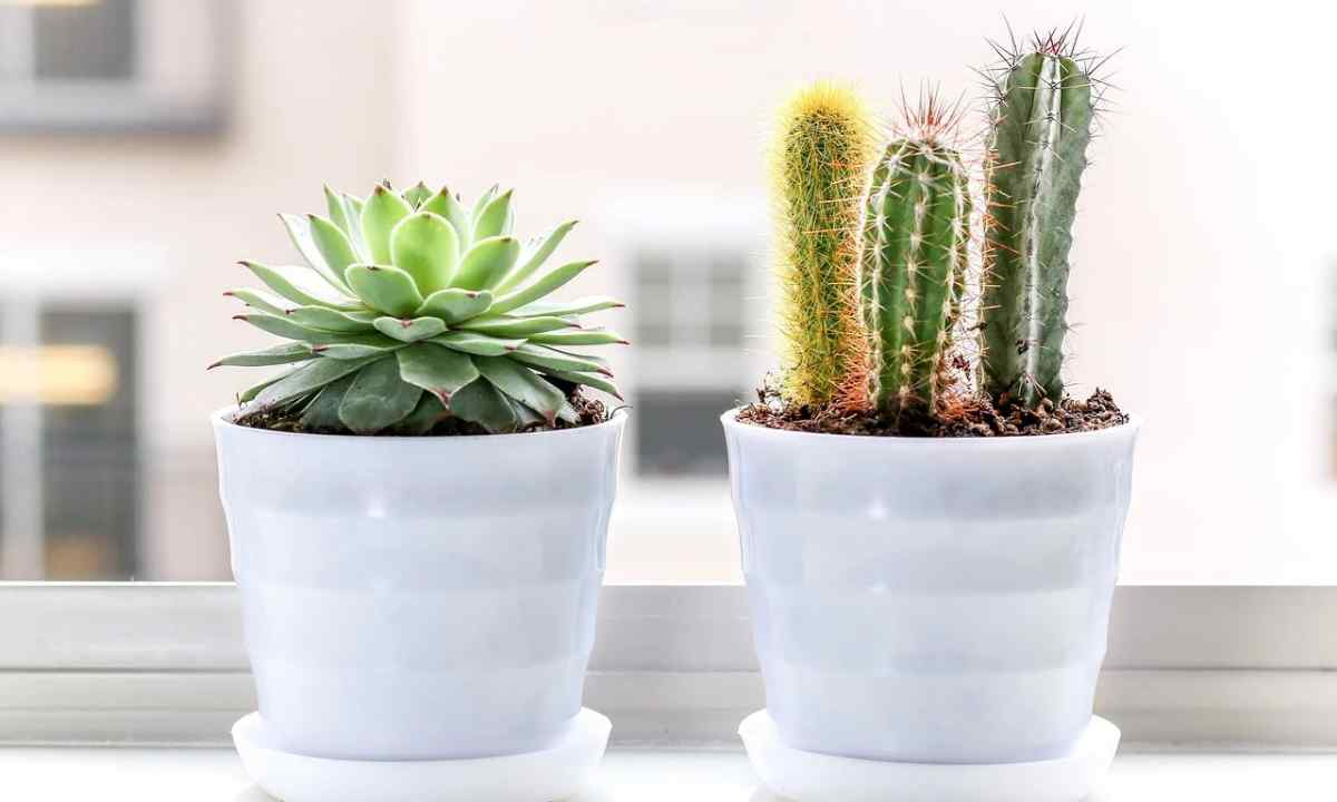 How to replace small cacti from big
