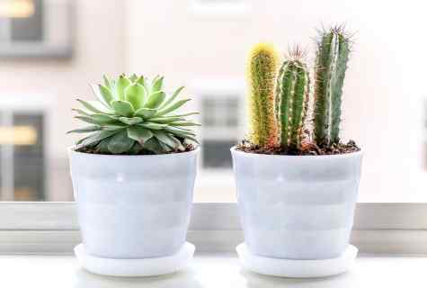 How to replace small cacti from big