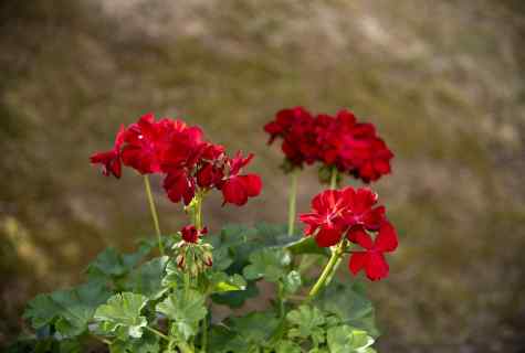 Garden geranium: cultivation and leaving