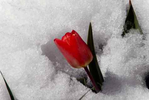 How to keep tulips in the winter