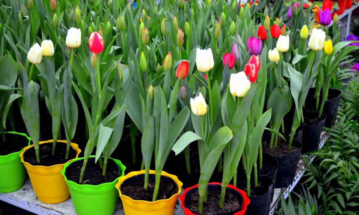 How to plant house tulips