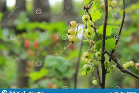 Why on currant the leaves have reddened?