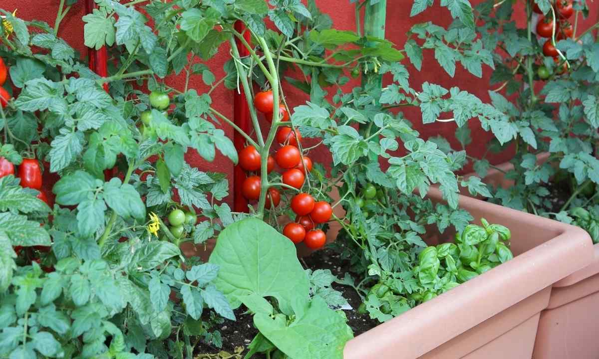 Room grades of tomatoes: cultivation and leaving