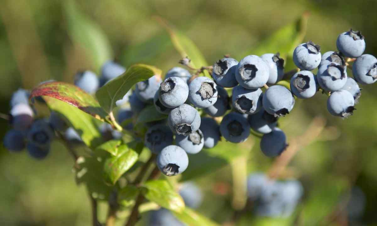 How to grow up bilberry