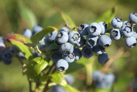 How to grow up bilberry