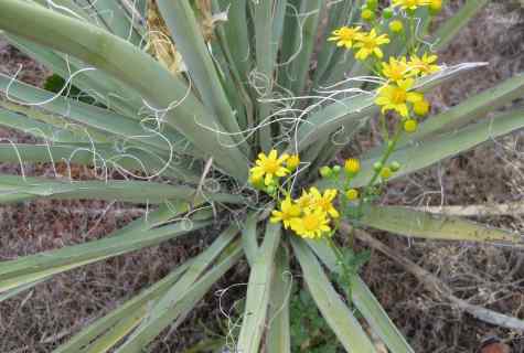 Why at yucca leaves turn yellow