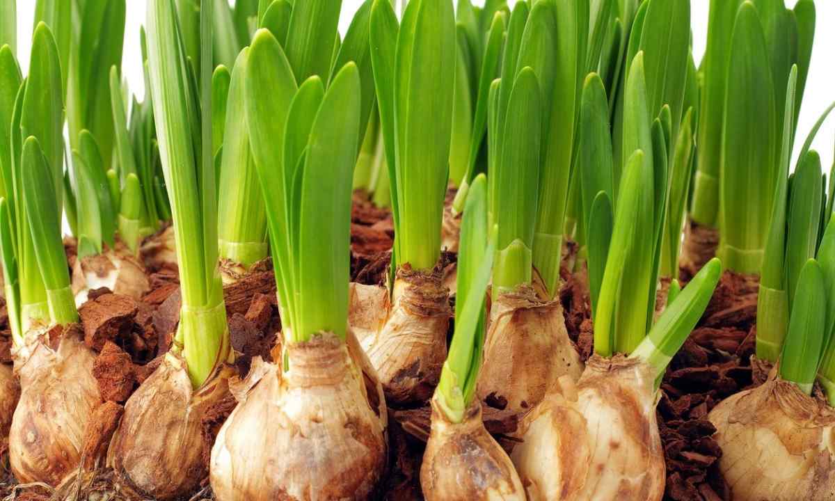 How to store bulbs of plants