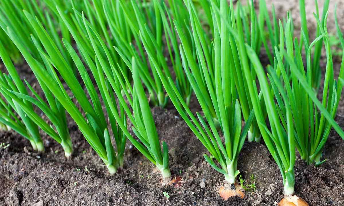 How and when it is necessary to plant onion sets towards the winter