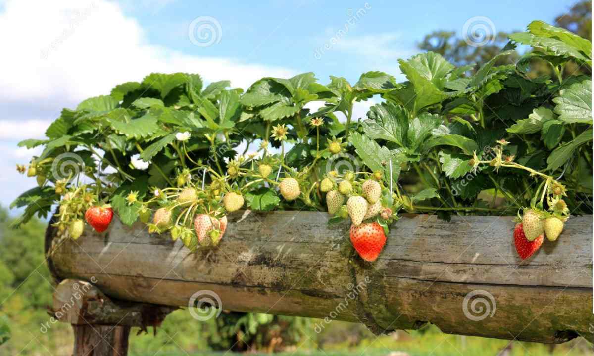 How to grow up large and tasty strawberry on kitchen garden