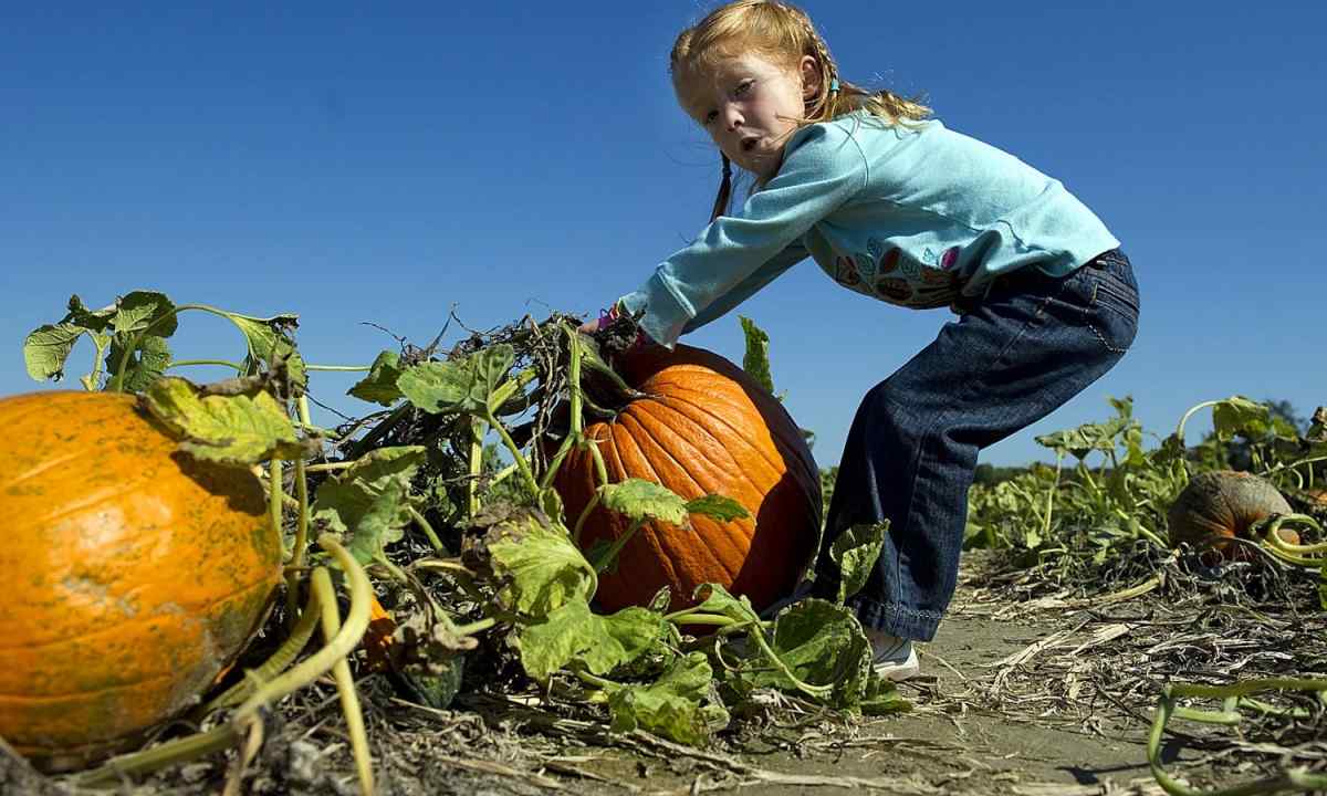 As it is better to grow up pumpkin