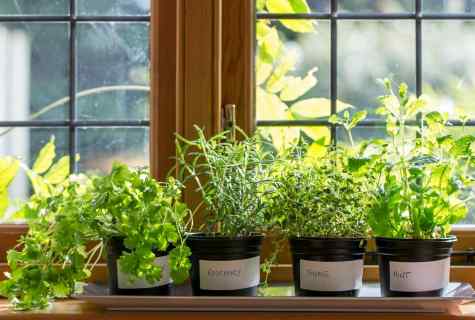 At windows – what plants to choose flower beds